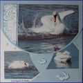  Le cygne prend son bain