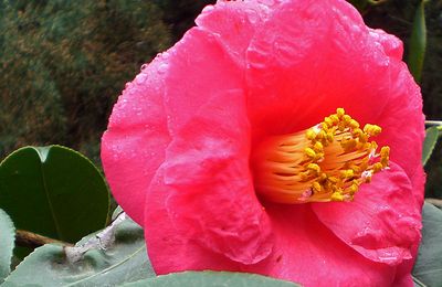 Les fleurs rouges du caméllia éclairent un coin du jardin 