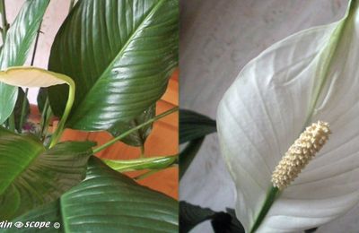 Le Spathiphyllum apporte une note exotique dans la maison