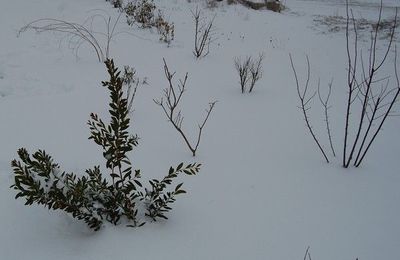 Mon callistemon va-t-il survivre ?