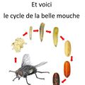 le cycle de la mouche