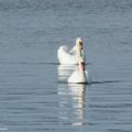 La parade des Cygnes....