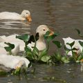 canetons, buffle et poissons volants