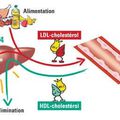 LDL - HDL comment faire ?