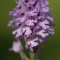 A la découverte des orchidées de la Drôme : l'Orchis à trois dents du château de Crussol