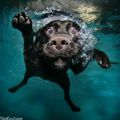 Underwater DogS