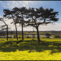 les pins dans la Baie de la Somme (2)