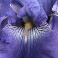 Iris mauve