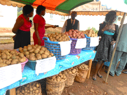 Pomme de terre : marché en pleine expansion