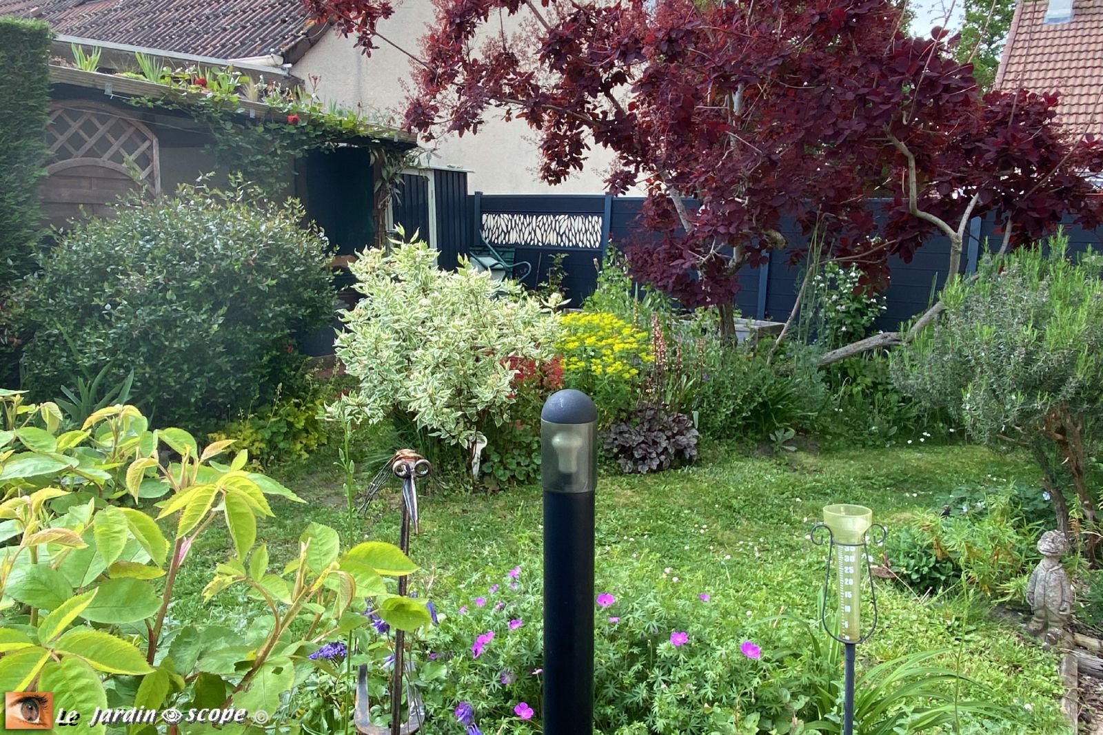 Le coin du Cornus élégantissima et du Cotinus