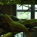 Ménagerie du jardin des plantes : le vivarium