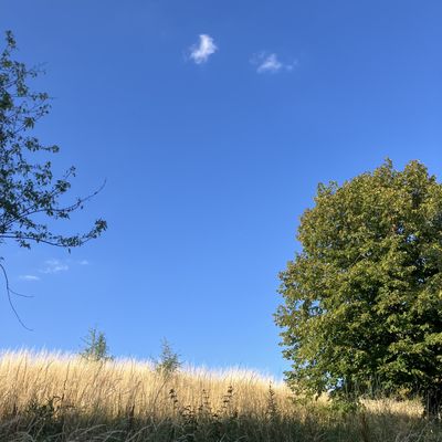 Parc Jean Moulin-Les Guilands
