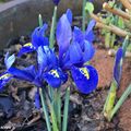 Des petits iris bleu-électrique précoces pour le printemps