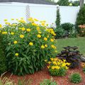 Une magnifique vivace : la HELIOPSIS Helianthoides