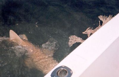 Guinée Bissau , archipel des Bijagos, pêche