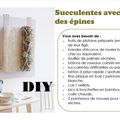 DIY - un tableau naturaliste avec des succulentes