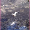 mouette sur la garonne ...