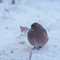 Les pattes dans la neige