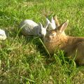 AXELLE DANS LE JARDIN