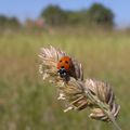 COCCINELLE