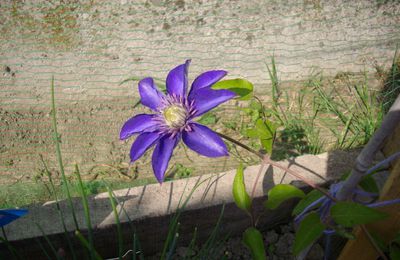 Mon jardin en fleur