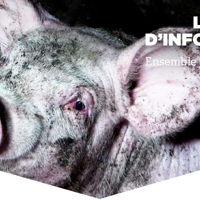 Signez la pétition pour aider les cochons Si