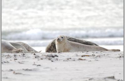 Toujours à Helgoland