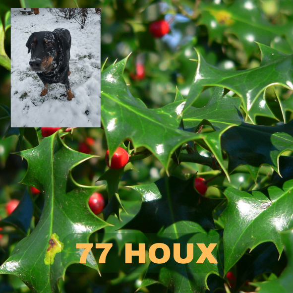 HOUX, Ilex aquifolium, famille des Aquifoliacées, Holly, La petite Musique dans la Forêt