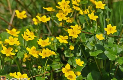 Des fleurs jaunes très appréciées en bord de mare...!