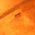 Une minuscule fourmi...