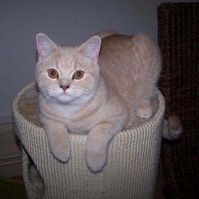 Fancy Cake, Fuzzy Fizzie, Fever Pitch, Firecracker: 1 AN