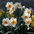 Narcisse (Narcissus hybr.)