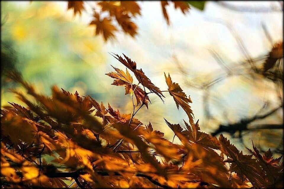 EXISTENCE, COMPAGNIE, SENTIMENTS, PRESENCE, AMOUR, RECONNAISSANCE