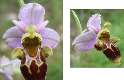 Ophrys Scolopax - Ophrys Bécasse