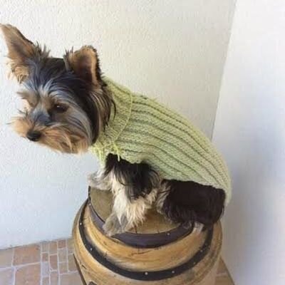 Manteau chien 