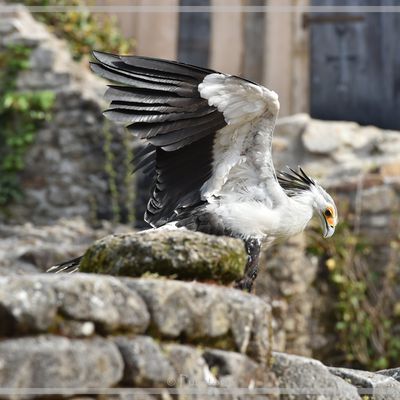 Au Bal des Oiseaux Fantômes