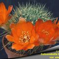 Sulcorebutia tiraquensis var. electracantha