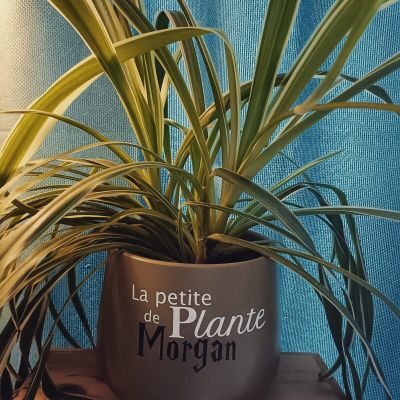 Pot décorer plante Morgan