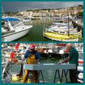 Cassis (1)