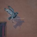 pour illustrer " Le Pigeon Bleu" d'Anna