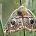 Le papillon "petit paon de nuit" présente sur ses