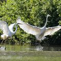 La reine de l'élégance immaculée Grande aigrette