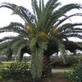 Palmiers à Agadir