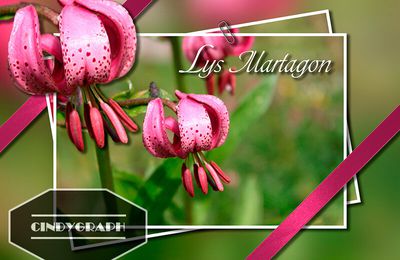 Carte postale #14 : Lys Martagon (Fleur des Alpes)