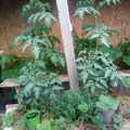 plant de tomate