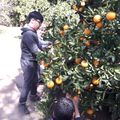 Jeudi après-midi : atelier confiture d'oranges et de clémentines au temps d'accueil des enfants et des jeunes à Ourika Tadamoune