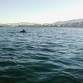 les dauphins de méditerranée (sortie l'asptt aviron de mer vers la pointe rouge)