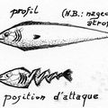 Carnets du Naturaliste, IV : Le Carrelet Baleinier