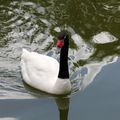 PARC ANIMALIER DE THOIRY - Cygne à tête noire sur  plan d'eau argenté