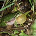 Rainette verte - hyla arborea